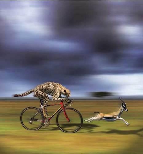 Фотография gepard