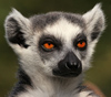 Фотография lemur