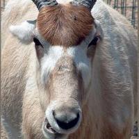 Фотография Zur